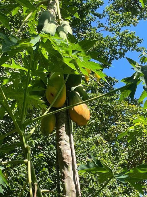 Willa Magica Cabana En Medio Del Bosque En Isla Venado Lepanto Zewnętrze zdjęcie