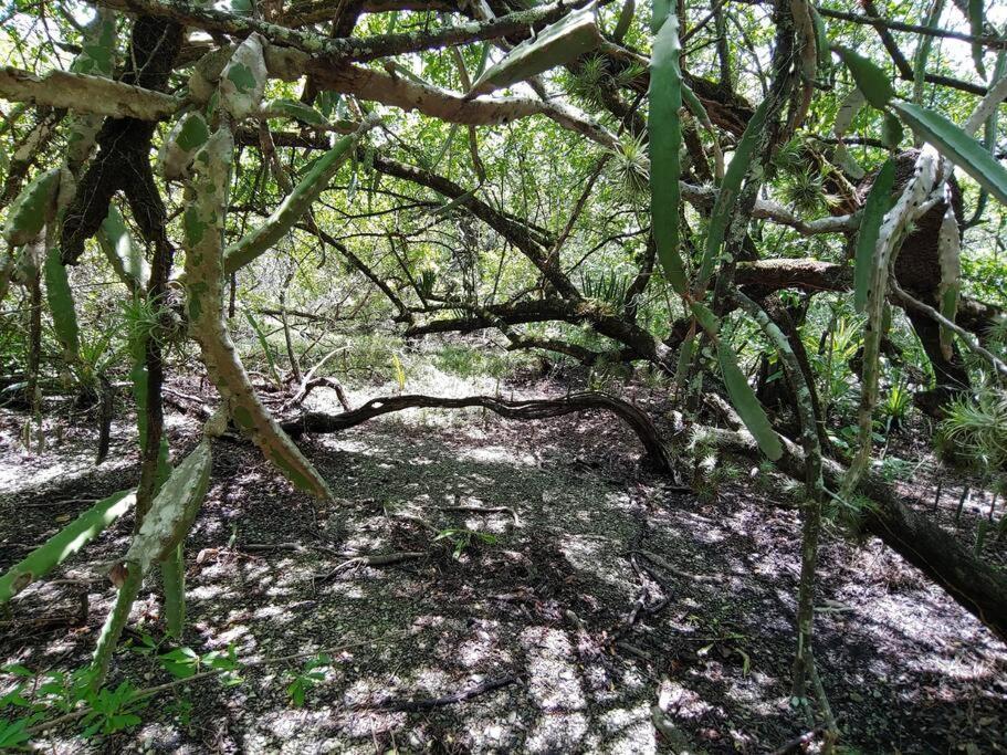 Willa Magica Cabana En Medio Del Bosque En Isla Venado Lepanto Zewnętrze zdjęcie