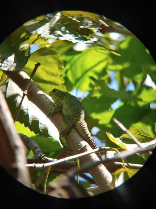 Willa Magica Cabana En Medio Del Bosque En Isla Venado Lepanto Zewnętrze zdjęcie